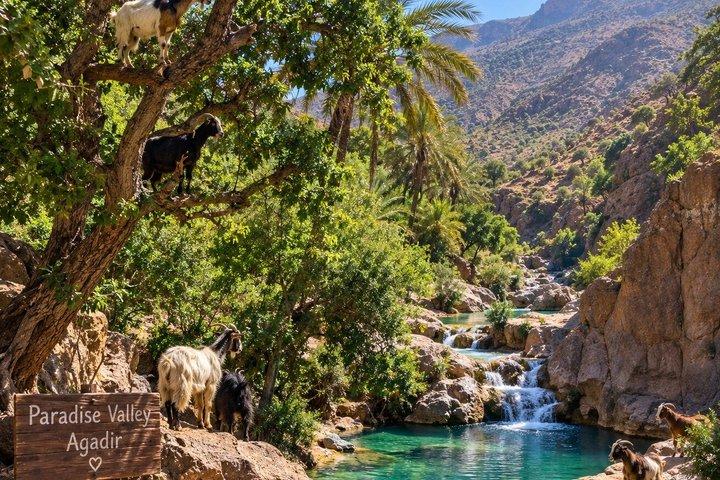 Paradise Valley tour & geiten op Argan Trees Pakket vanuit Agadir