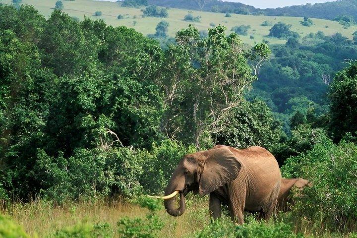 Private Day Tour to Shimba Hills National Reserve from Diani