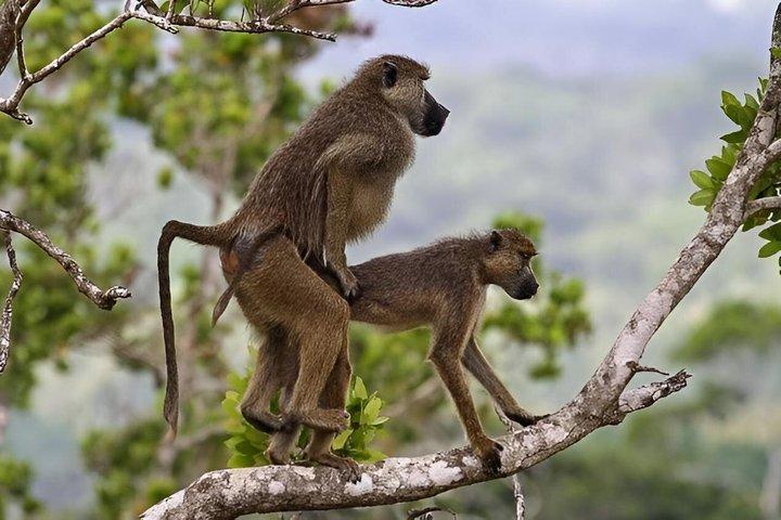 ディアニ発シムバ・ヒルズ国立保護区へのプライベート日帰りツアー