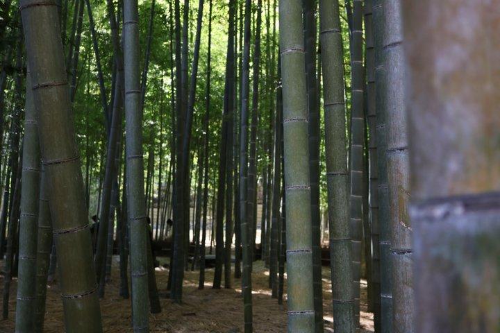 鎌倉e-バイクツアー 大仏、海辺、隠れた神社