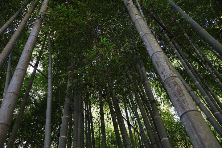 鎌倉e-バイクツアー 大仏、海辺、隠れた神社