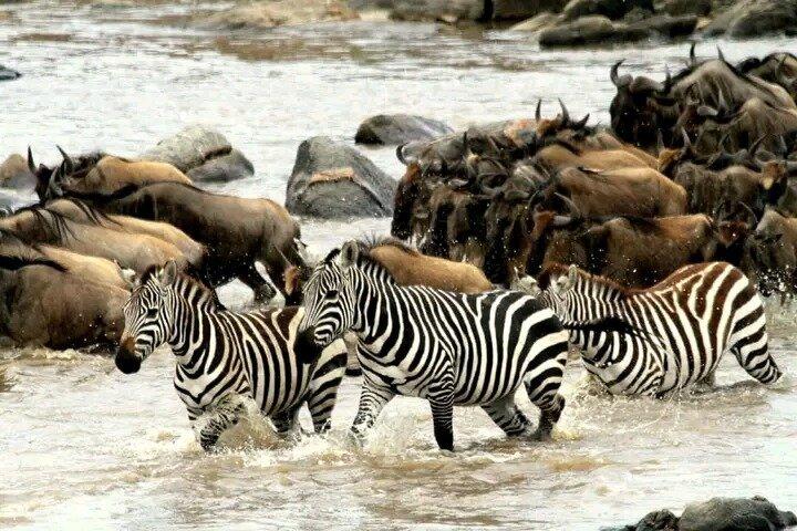 7 Day Tanzania Migration Safari