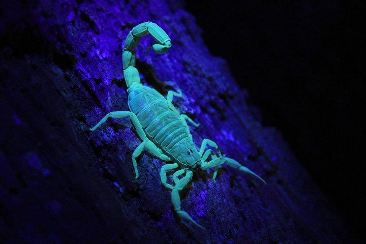 アレナル火山の近くのラ・フォルトゥナ野生動物ウォーキングナイトツアー