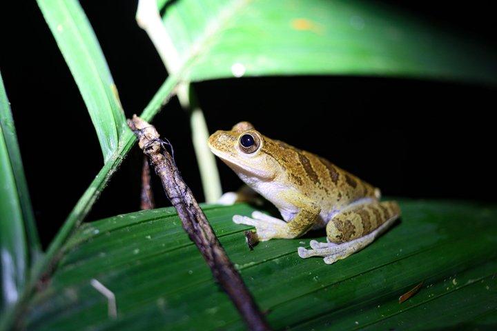 アレナル火山の近くのラ・フォルトゥナ野生動物ウォーキングナイトツアー