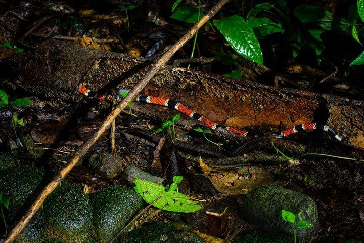 アレナル火山の近くのラ・フォルトゥナ野生動物ウォーキングナイトツアー