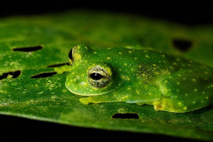 アレナル火山の近くのラ・フォルトゥナ野生動物ウォーキングナイトツアー