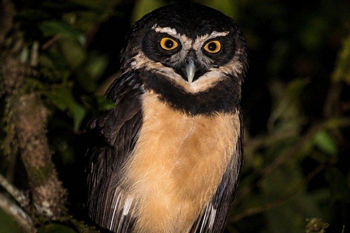 アレナル火山の近くのラ・フォルトゥナ野生動物ウォーキングナイトツアー