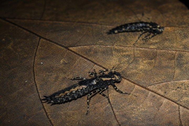 アレナル火山の近くのラ・フォルトゥナ野生動物ウォーキングナイトツアー