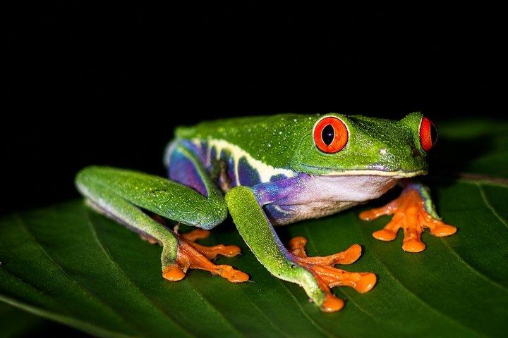 アレナル火山の近くのラ・フォルトゥナ野生動物ウォーキングナイトツアー