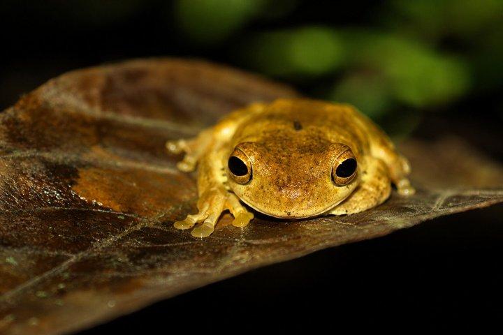 アレナル火山の近くのラ・フォルトゥナ野生動物ウォーキングナイトツアー