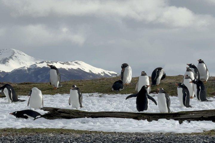 Pingüinera and Centolla Route in 4x4