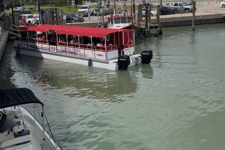 Island Dolphin Tours