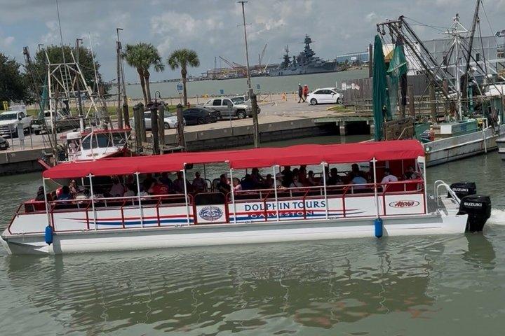 Island Dolphin Tours