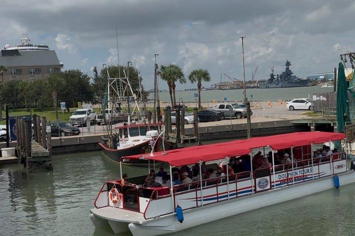 Island Dolphin Tours