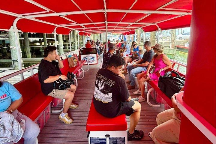 Island Dolphin Tours