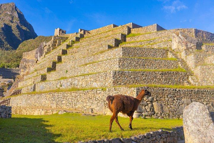Machu Picchu Experience with Official Ticket Bus and Guide