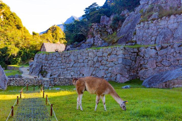 Machu Picchu Experience with Official Ticket Bus and Guide