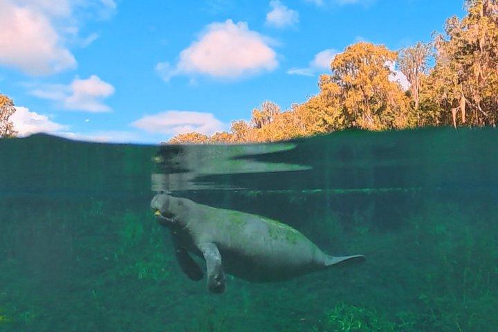 シルバースプリングスマナティーと野生動物エコツアー