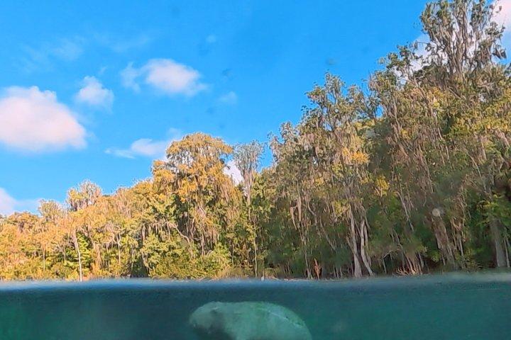 シルバースプリングスマナティーと野生動物エコツアー