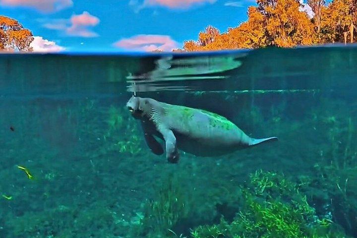 シルバースプリングスマナティーと野生動物エコツアー