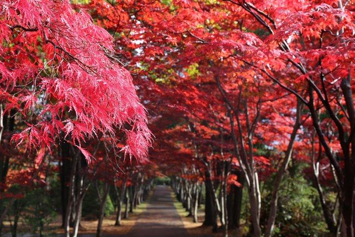 [Sapporo] Partez en voiture privée ! Cimetière de Takino, Sanctuaire d'Hokkaido, Parc Shiroi Koibito