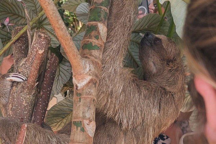 Roatan Monkeys & Sloths + Chokolade & Rum Smagning + Strandferie