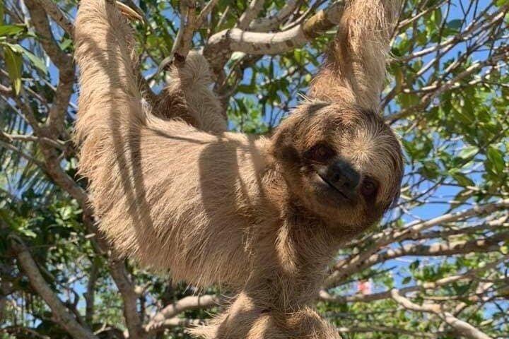 Roatan Monkeys & Sloths + Chokolade & Rum Smagning + Strandferie
