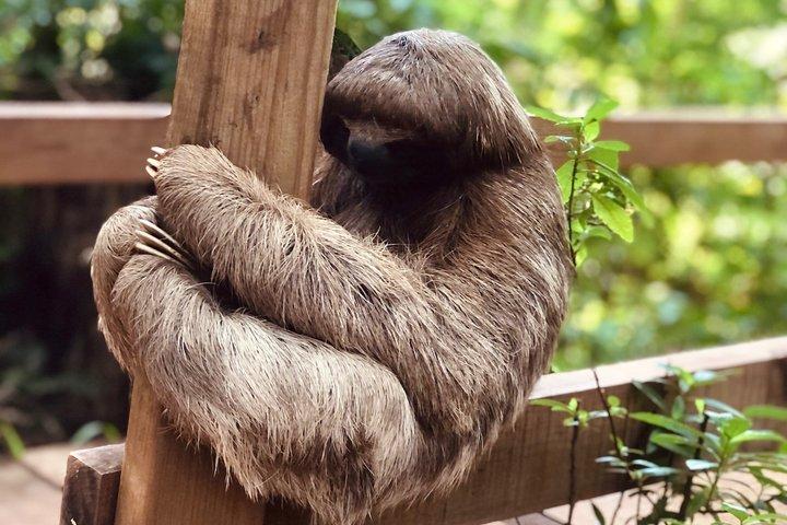 Roatan Monkeys & Sloths + Chokolade & Rum Smagning + Strandferie