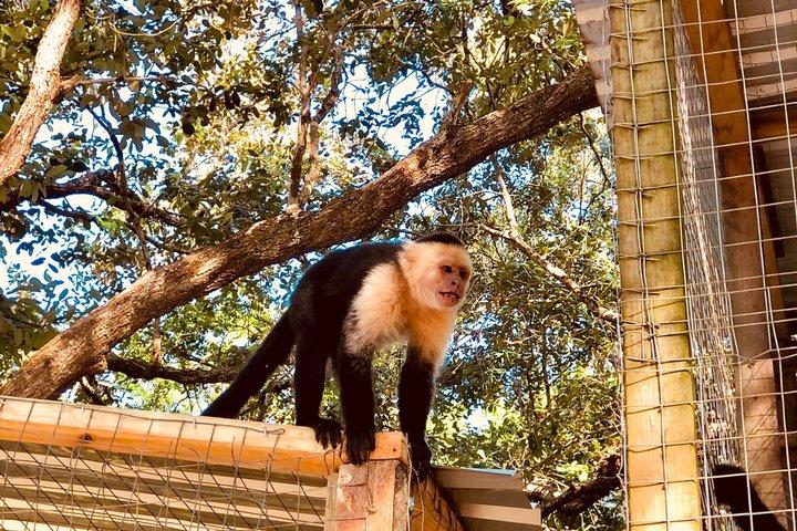 Roatan Monkeys & Sloths + Chokolade & Rum Smagning + Strandferie