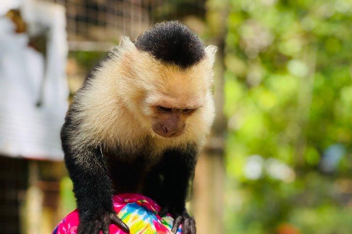 Roatan Monkeys & Sloths + Chokolade & Rum Smagning + Strandferie