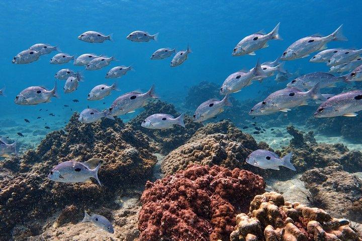 3 Dives Certified Scuba Diving Adventure in Pattaya