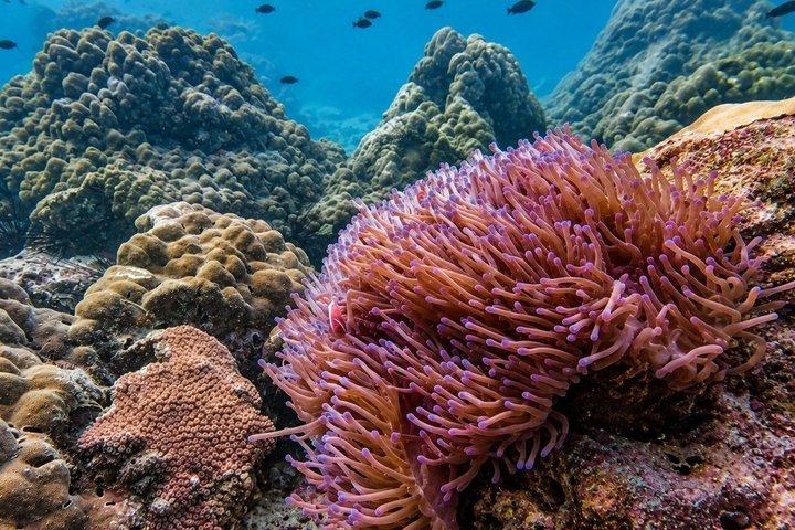 3 Dives Certified Scuba Diving Adventure in Pattaya