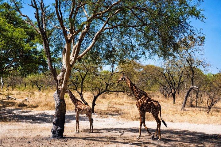 Fathala Safari and Lions walking tour