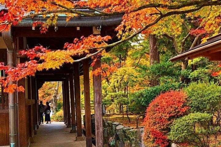 東京：玉川上水の招き猫寺と地元猫の街を散策