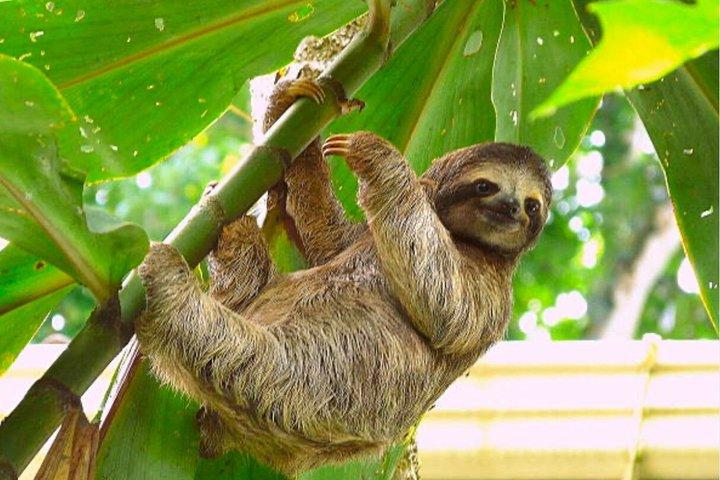 ATV, Sloth & Monkey Park, Rum & Chocolate, West Bay Beach