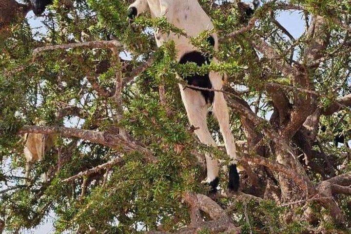Agadir Tree Climbing Goats And Souk El Had Market