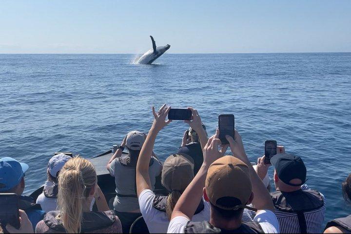 Noosa Ocean Adventures: Whale Watch