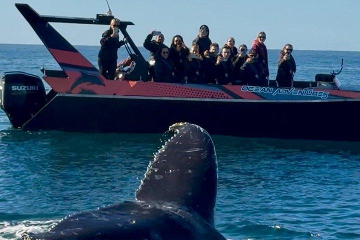 ヌーサ・オーシャン・アドベンチャーズ：ホエールウォッチング