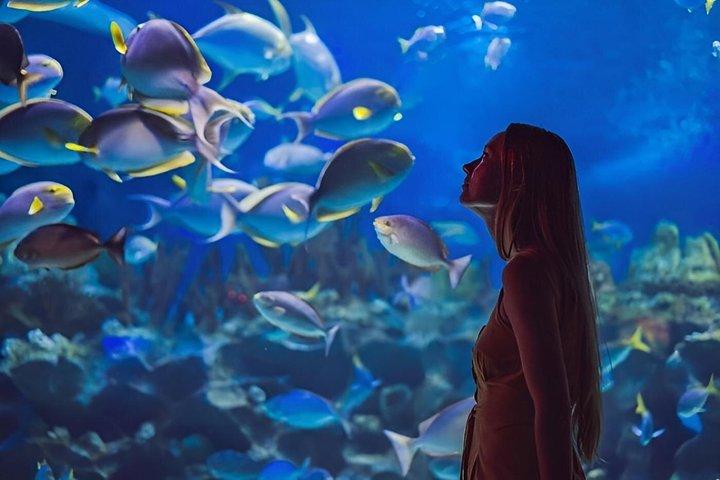 Acquario Sottomarino dello Zoo del Dubai Mall