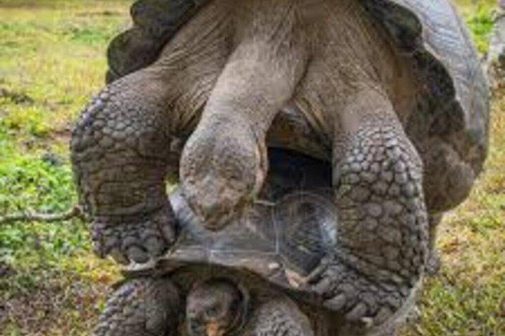 ストーンタウン：ザンジバールの魂 – 歴史、文化、そして地元生活