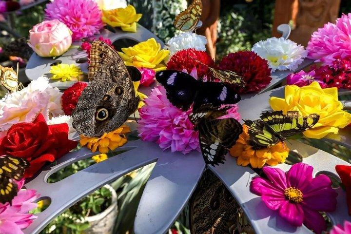 ドバイ バタフライガーデン 一日券