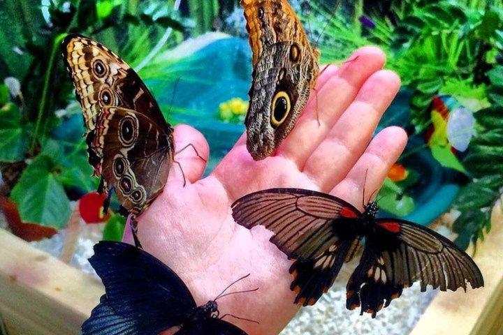 ドバイ バタフライガーデン 一日券