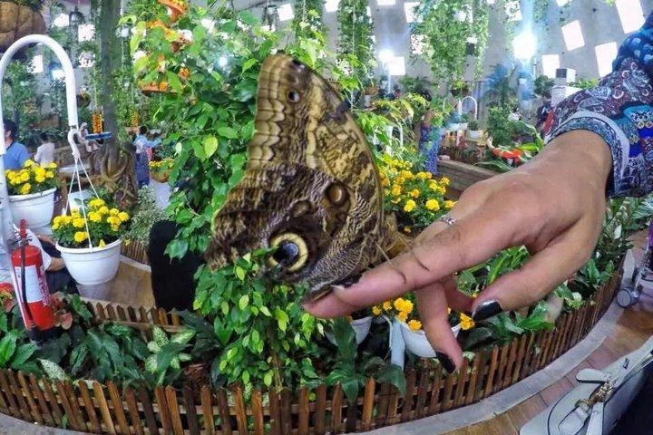 ドバイ バタフライガーデン 一日券