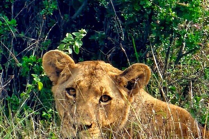 ナイロビのサファリウォークと動物保護施設、マサイの写真