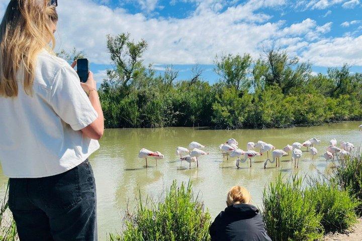 Tour di un'intera giornata in Camargue da Avignone