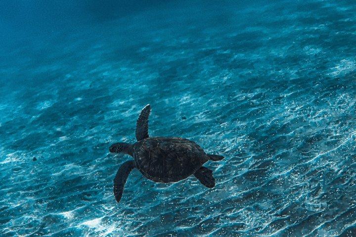 マウイ島：カアナパリビーチから2時間半のXpressシュノーケル