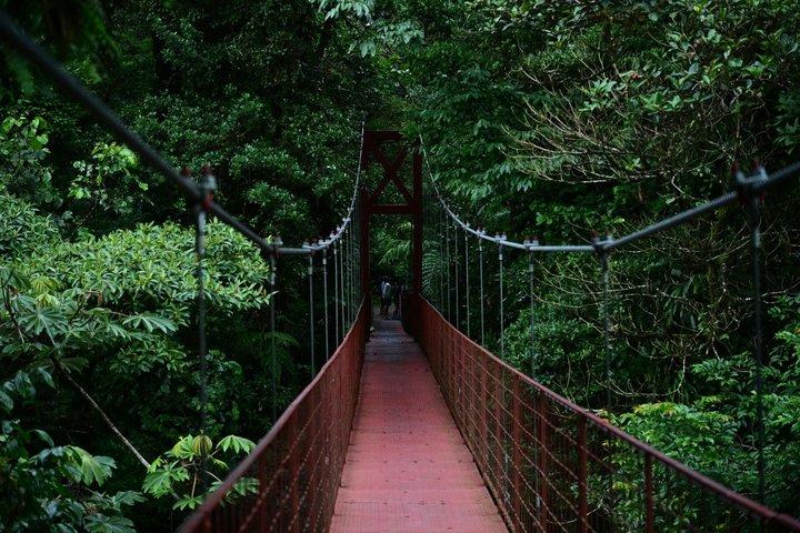 Natural History Walking Tour in Monteverde Cloud Forest Reserve