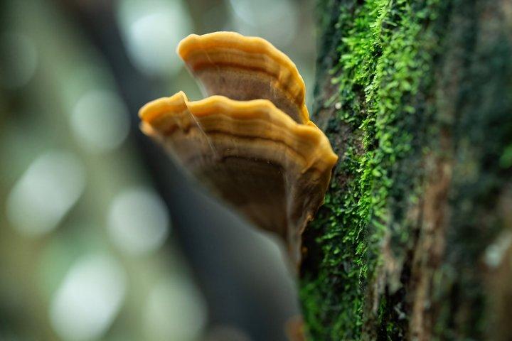 Tour nocturno a pie para grupos pequeños en Monteverde