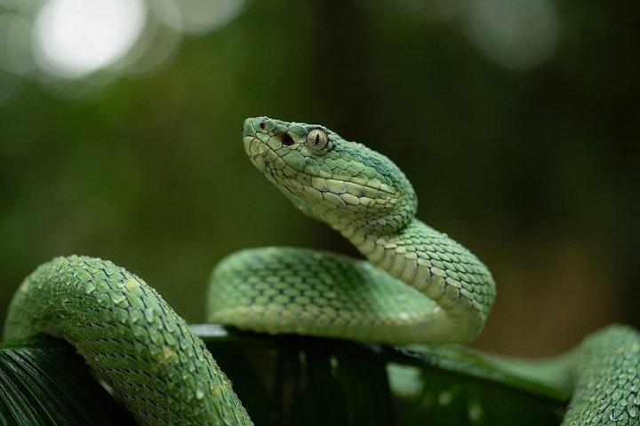 Tour nocturno a pie para grupos pequeños en Monteverde