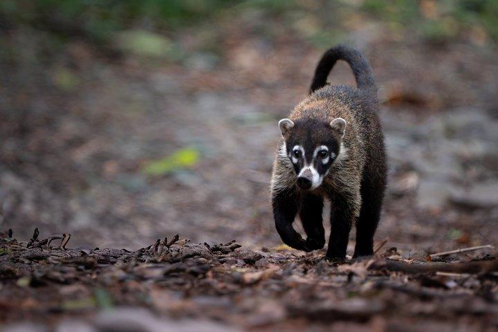 モンテベルデのクリカンチャ保護区での自然史ツアー